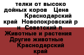 телки от высоко дойных коров › Цена ­ 20 000 - Краснодарский край, Новопокровский р-н, Советский п. Животные и растения » Другие животные   . Краснодарский край